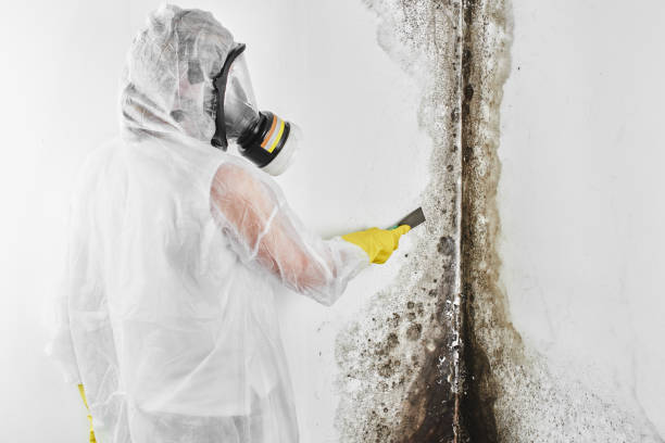 Home Mold Removal in St Joseph, MI