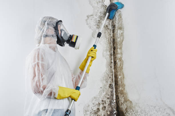 Attic Mold Removal in St Joseph, MI