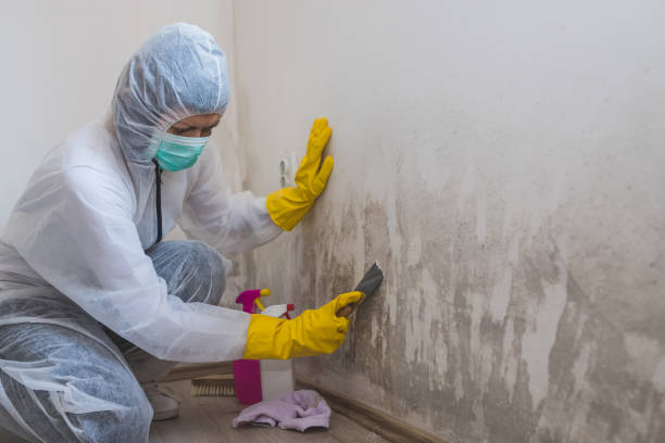 Mold Removal and Inspection in St Joseph, MI