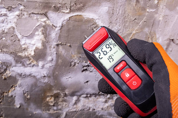 Best Toxic Mold Removal  in St Joseph, MI