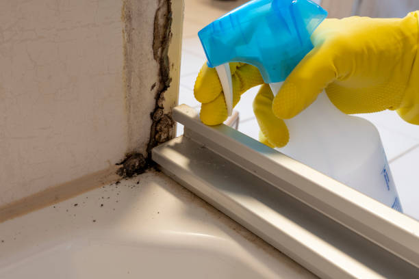 Trusted St Joseph, MI Mold Removal Experts