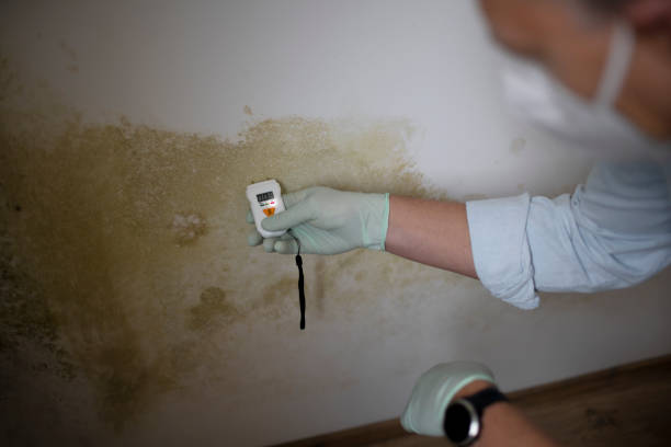 Home Mold Removal