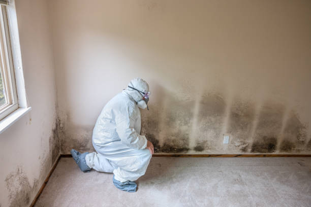 Best Crawl Space Mold Removal  in St Joseph, MI