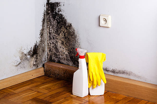 Best Black Mold Removal  in St Joseph, MI